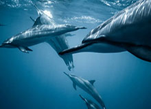 有人在评论区问爆了：蜜桃在线观看所谓“爆款公式”，其实只吃这一个点：避坑